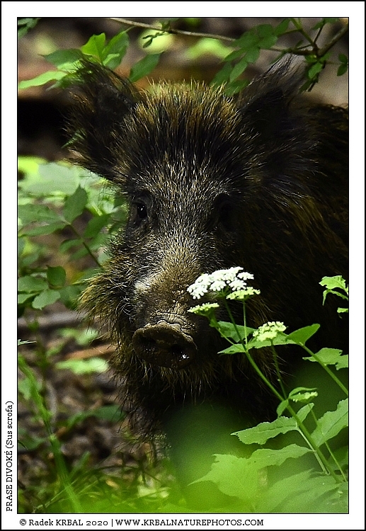 Prase divok� | Wild Boar | Wildschwein | Sus scrofa