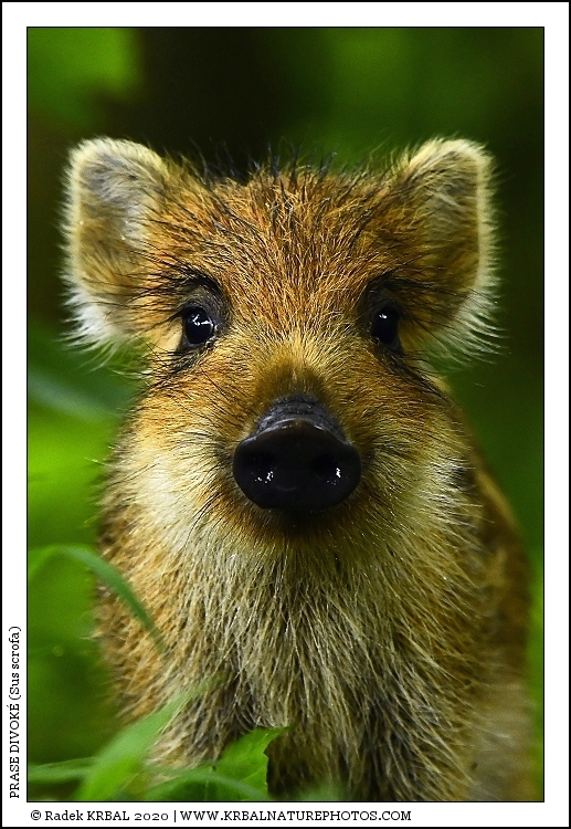 Prase divok� | Wild Boar | Wildschwein | Sus scrofa