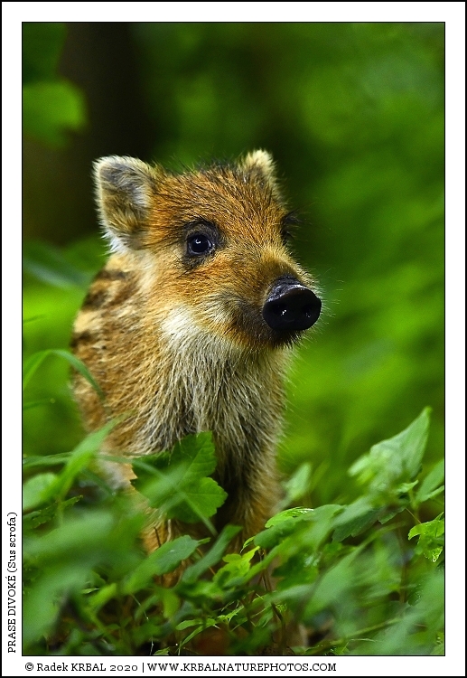 Prase divok� | Wild Boar | Wildschwein | Sus scrofa