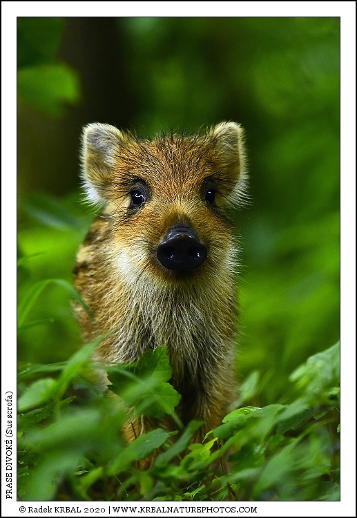 Prase divok� | Wild Boar | Wildschwein | Sus scrofa