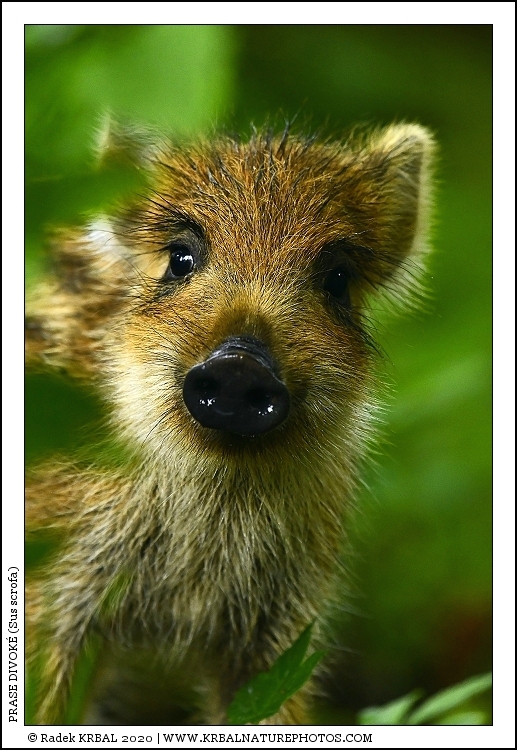 Prase divok� | Wild Boar | Wildschwein | Sus scrofa