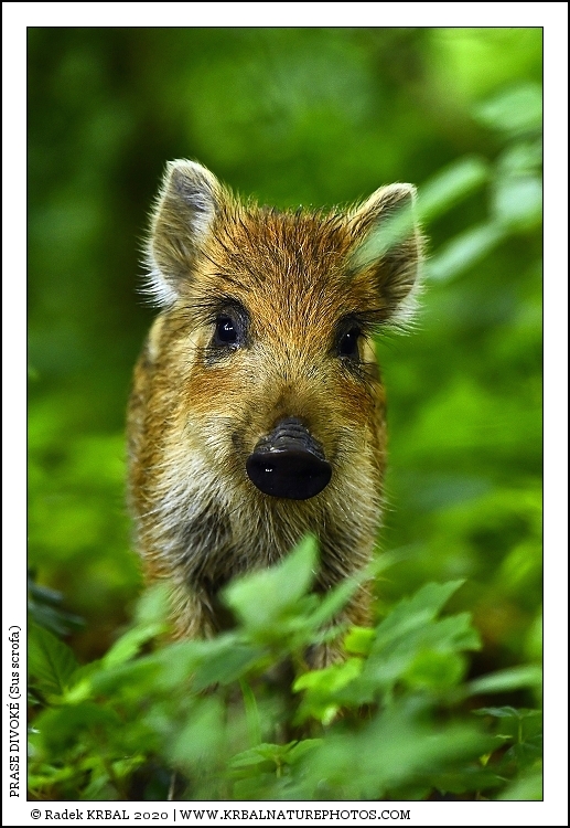 Prase divok� | Wild Boar | Wildschwein | Sus scrofa