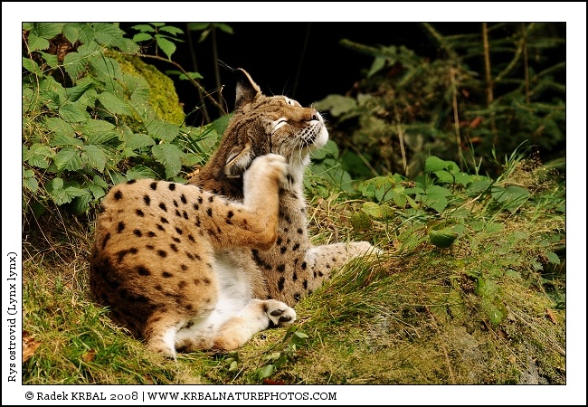 Rys ostrovid | Eurasian Lynx | Eurasischer Luchs | Lynx lynx