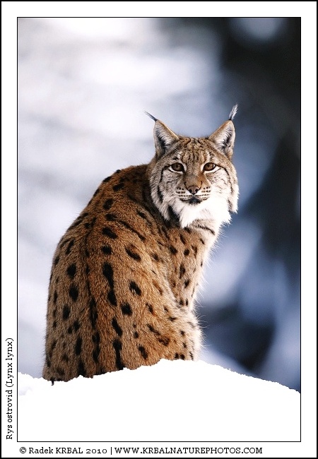 Rys ostrovid | Eurasian Lynx | Eurasischer Luchs | Lynx lynx