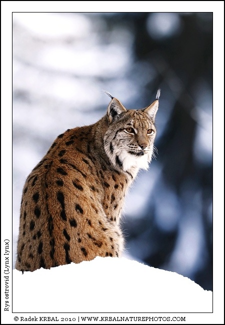 Rys ostrovid | Eurasian Lynx | Eurasischer Luchs | Lynx lynx