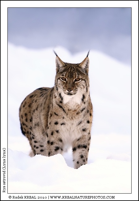 Rys ostrovid | Eurasian Lynx | Eurasischer Luchs | Lynx lynx