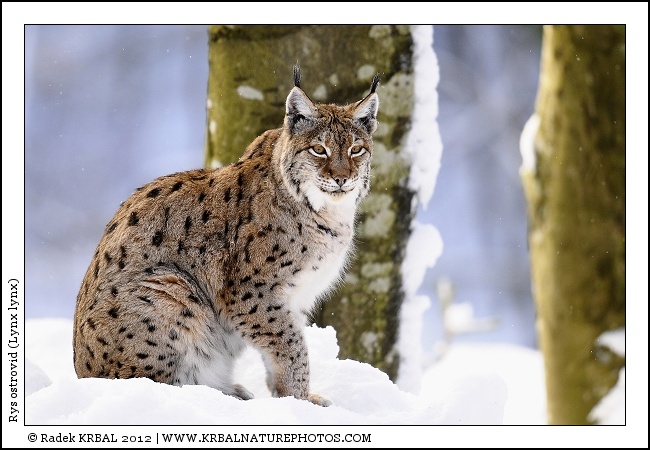 Rys ostrovid | Eurasian Lynx | Eurasischer Luchs | Lynx lynx