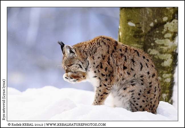 Rys ostrovid | Eurasian Lynx | Eurasischer Luchs | Lynx lynx