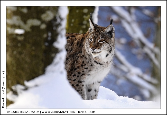 Rys ostrovid | Eurasian Lynx | Eurasischer Luchs | Lynx lynx