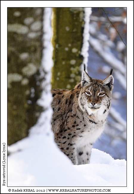 Rys ostrovid | Eurasian Lynx | Eurasischer Luchs | Lynx lynx