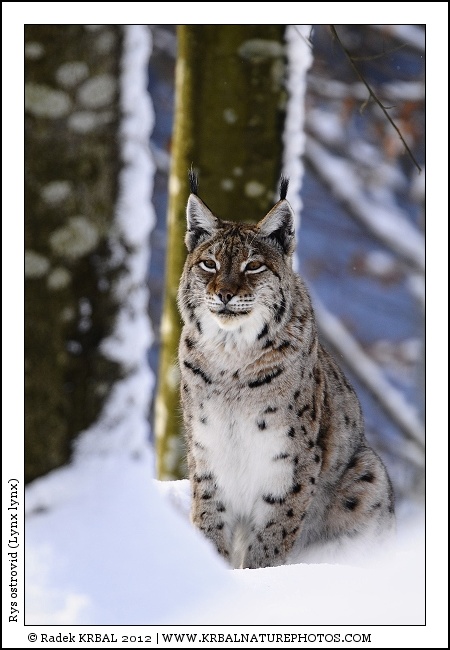 Rys ostrovid | Eurasian Lynx | Eurasischer Luchs | Lynx lynx