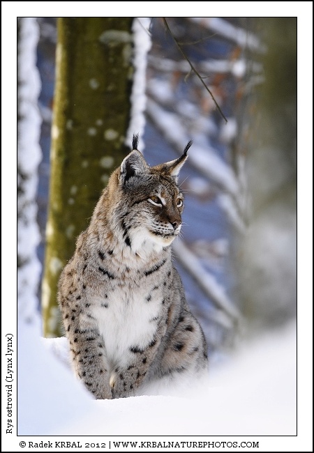 Rys ostrovid | Eurasian Lynx | Eurasischer Luchs | Lynx lynx