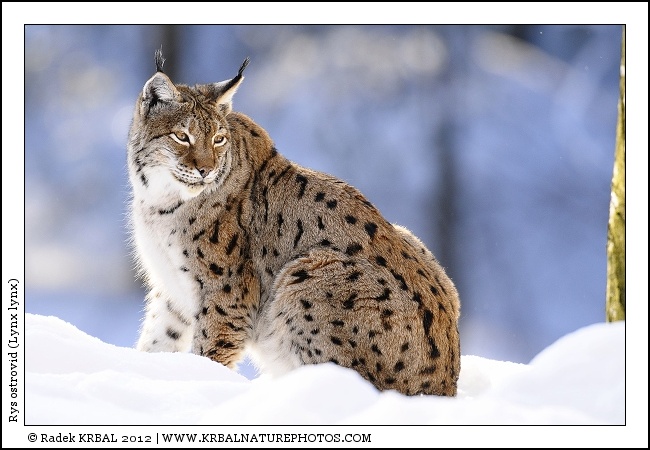 Rys ostrovid | Eurasian Lynx | Eurasischer Luchs | Lynx lynx