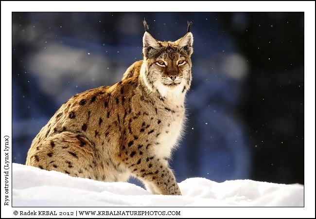 Rys ostrovid | Eurasian Lynx | Eurasischer Luchs | Lynx lynx
