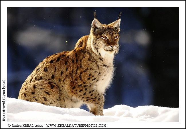 Rys ostrovid | Eurasian Lynx | Eurasischer Luchs | Lynx lynx