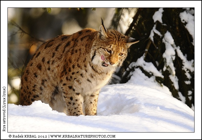 Rys ostrovid | Eurasian Lynx | Eurasischer Luchs | Lynx lynx