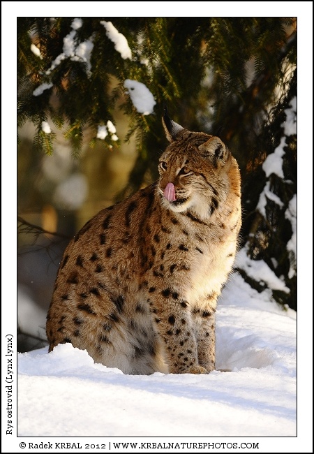 Rys ostrovid | Eurasian Lynx | Eurasischer Luchs | Lynx lynx
