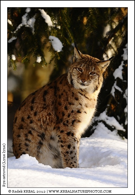 Rys ostrovid | Eurasian Lynx | Eurasischer Luchs | Lynx lynx