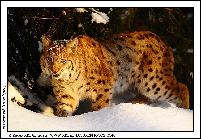 Rys ostrovid | Eurasian Lynx | Eurasischer Luchs | Lynx lynx