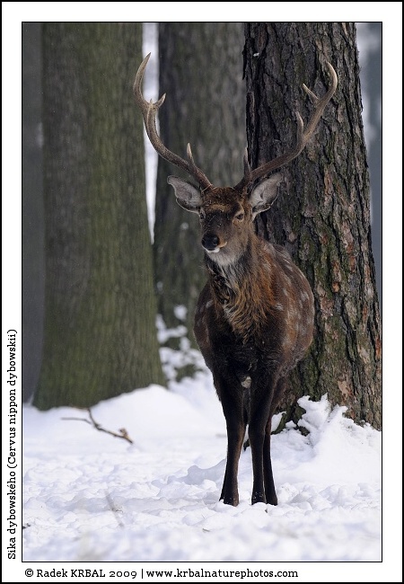Sika dybowsk�ho | Dybowski sika deer | Dybowski Sikahirsch | Cervus nippon dybowskii