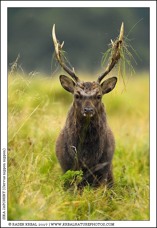 Sika japonsk� | Japanese sika deer | Japanischer Sikahirsch | Cervus nippon nippon