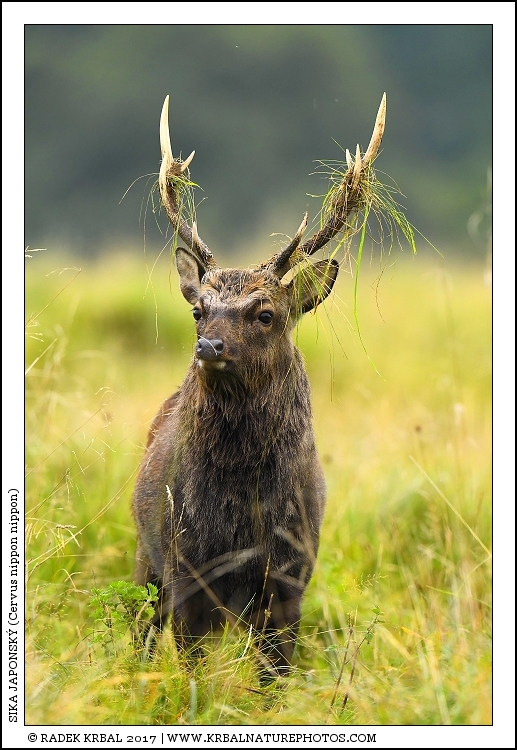 Sika japonsk� | Japanese sika deer | Japanischer Sikahirsch | Cervus nippon nippon