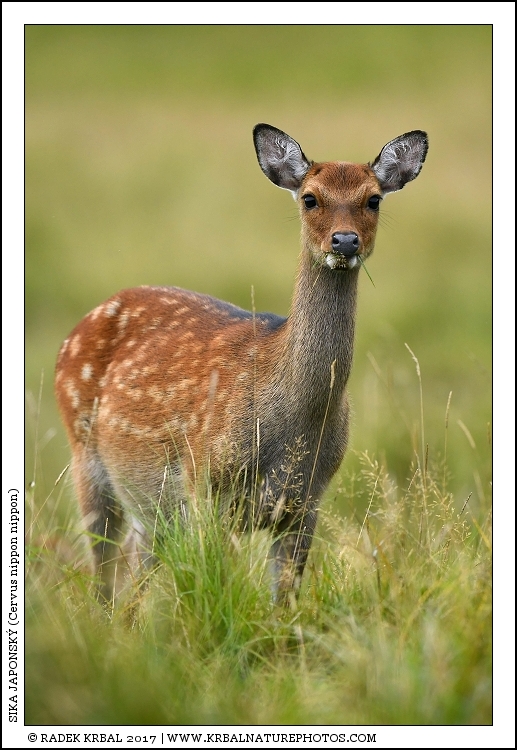 Sika japonsk� | Japanese sika deer | Japanischer Sikahirsch | Cervus nippon nippon