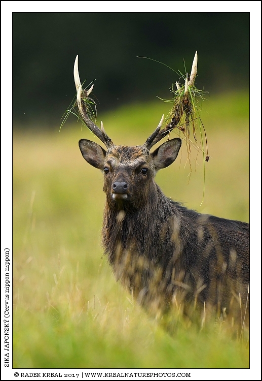 Sika japonsk� | Japanese sika deer | Japanischer Sikahirsch | Cervus nippon nippon