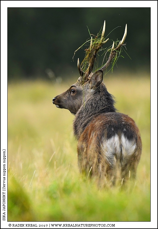 Sika japonsk� | Japanese sika deer | Japanischer Sikahirsch | Cervus nippon nippon