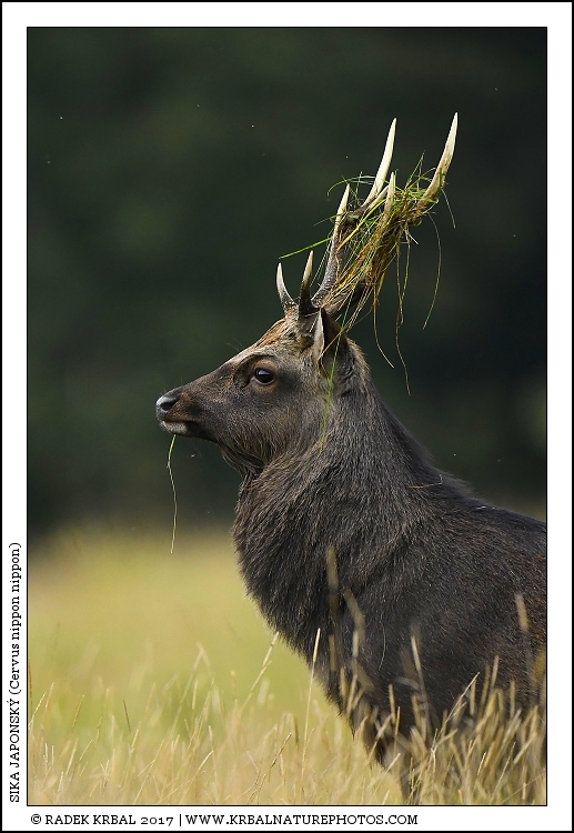 Sika japonsk� | Japanese sika deer | Japanischer Sikahirsch | Cervus nippon nippon
