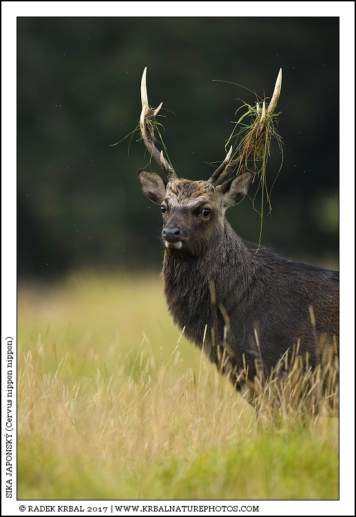Sika japonsk� | Japanese sika deer | Japanischer Sikahirsch | Cervus nippon nippon