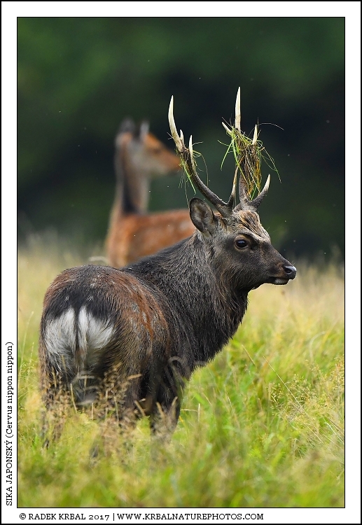 Sika japonsk� | Japanese sika deer | Japanischer Sikahirsch | Cervus nippon nippon