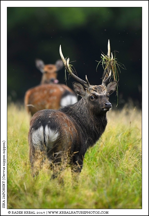 Sika japonsk� | Japanese sika deer | Japanischer Sikahirsch | Cervus nippon nippon