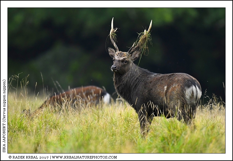 Sika japonsk� | Japanese sika deer | Japanischer Sikahirsch | Cervus nippon nippon