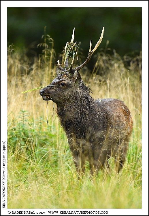 Sika japonsk� | Japanese sika deer | Japanischer Sikahirsch | Cervus nippon nippon