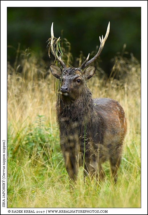 Sika japonsk� | Japanese sika deer | Japanischer Sikahirsch | Cervus nippon nippon