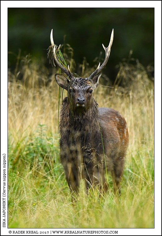 Sika japonsk� | Japanese sika deer | Japanischer Sikahirsch | Cervus nippon nippon