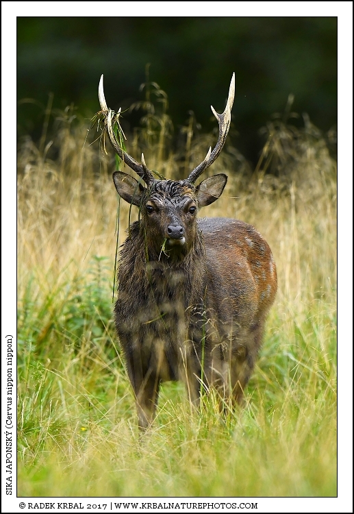 Sika japonsk� | Japanese sika deer | Japanischer Sikahirsch | Cervus nippon nippon