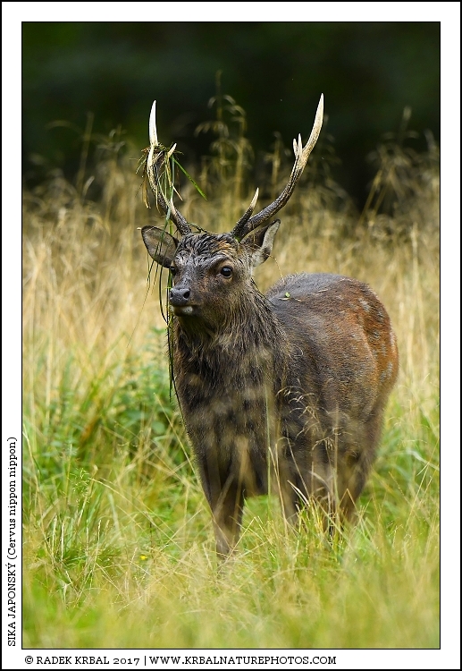 Sika japonsk� | Japanese sika deer | Japanischer Sikahirsch | Cervus nippon nippon