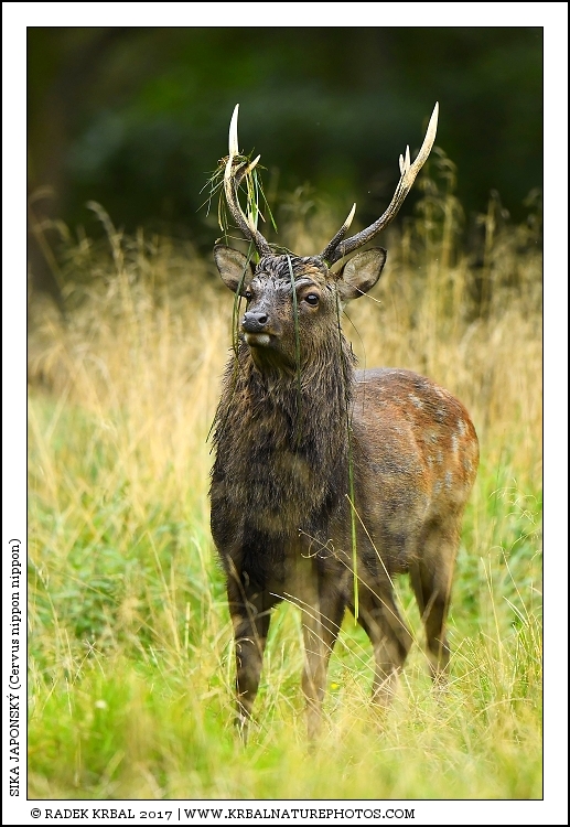 Sika japonsk� | Japanese sika deer | Japanischer Sikahirsch | Cervus nippon nippon