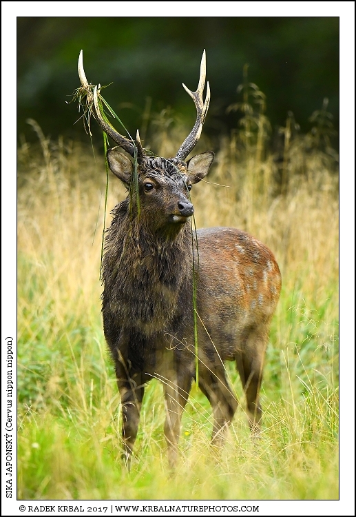 Sika japonsk� | Japanese sika deer | Japanischer Sikahirsch | Cervus nippon nippon