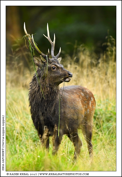Sika japonsk� | Japanese sika deer | Japanischer Sikahirsch | Cervus nippon nippon