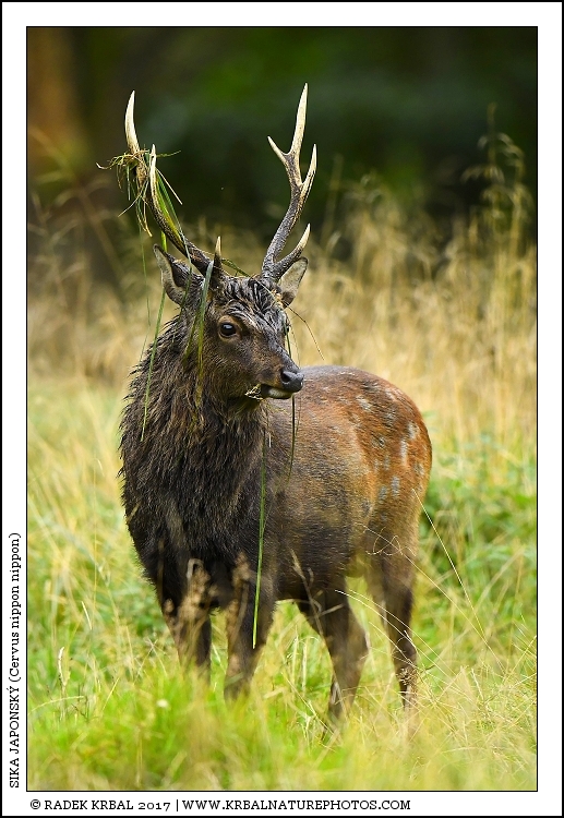 Sika japonsk� | Japanese sika deer | Japanischer Sikahirsch | Cervus nippon nippon