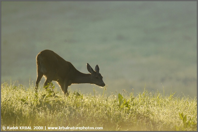 Srnec obecn� | Roe deer | Reh | Capreolus capreolus