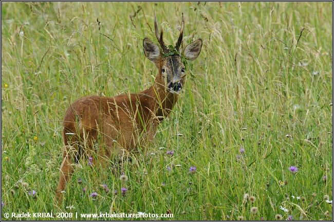 Srnec obecn� | Roe deer | Reh | Capreolus capreolus