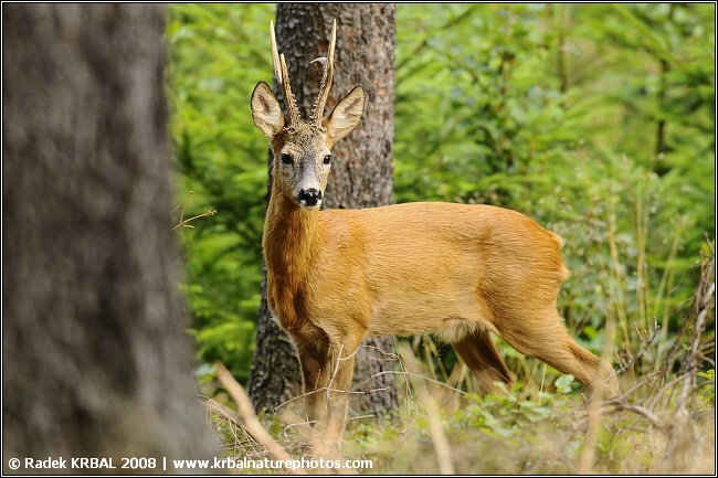 Srnec obecn� | Roe deer | Reh | Capreolus capreolus