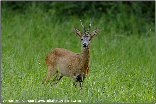 Srnec obecn� | Roe deer | Reh | Capreolus capreolus
