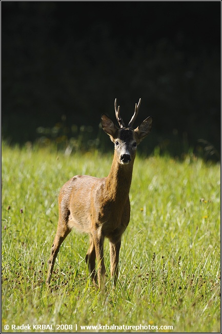 Srnec obecn� | Roe deer | Reh | Capreolus capreolus