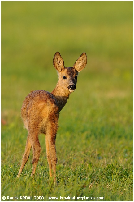 Srnec obecn� | Roe deer | Reh | Capreolus capreolus