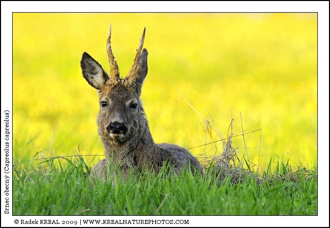 Srnec obecn� | Roe Deer | Reh | Capreolus capreolus